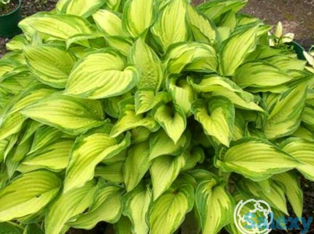 Хоста Альбопикта(M), фотография 1