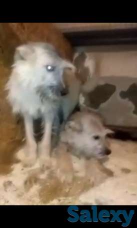 щенки, фотография 2