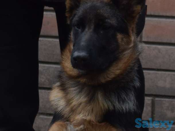 Щенки немецкой овчарк, фотография 2