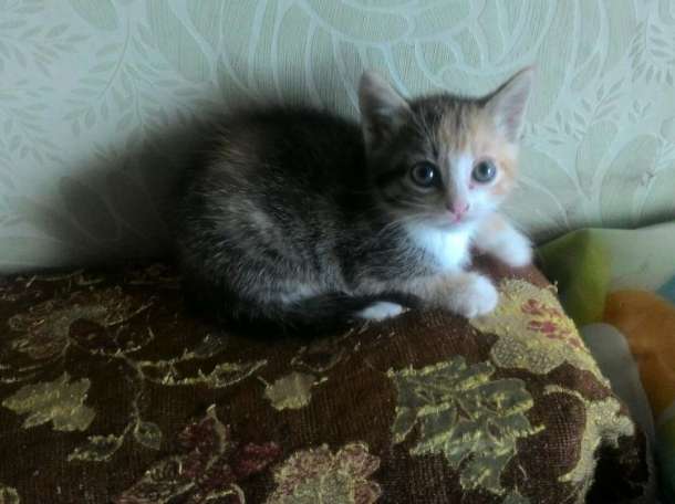 Котята в хорошие руки, фотография 1