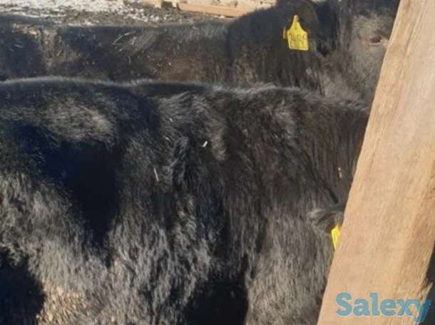 Продам телят бычков коров Ангус сементал герефорд мал, фотография 3