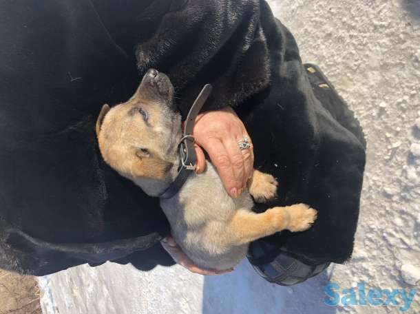 Отдаем щенят в самые лучшие руки, фотография 5