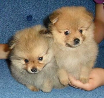 Щенки цверг шпица, фотография 1