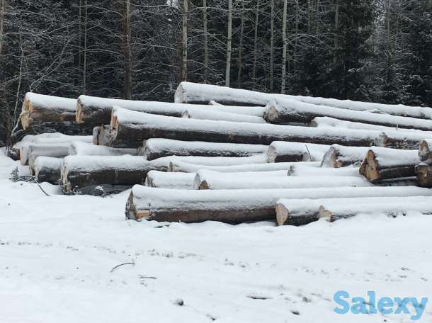 Продам хлыст пихтача, пиломатериал, кругляк лес круг, фотография 3