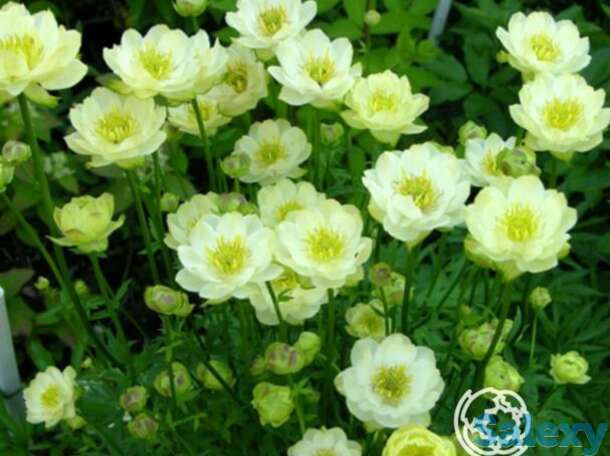 Купальница чеддер, фотография 1