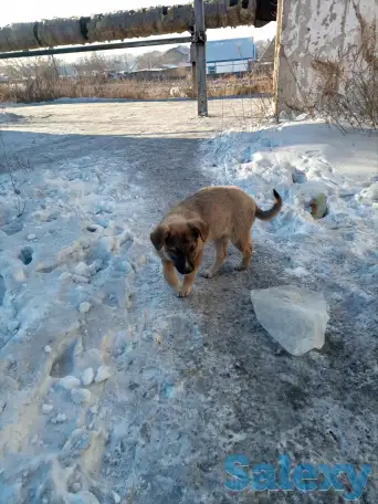Помоги найти приют для щенят, фотография 2