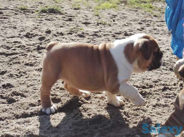 Красотка, фотография 6