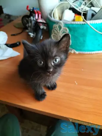 Срочно отдам котять в хорошие добрые руки, фотография 1