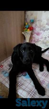 Продам щенков лабрадора ретривера, фотография 3
