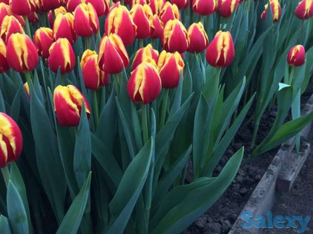 Тюльпаны оптом к 8 марта, фотография 6