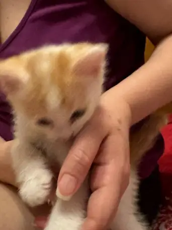 Отдам котят в хорошие руки, фотография 15