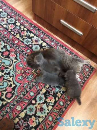 Котята, фотография 1