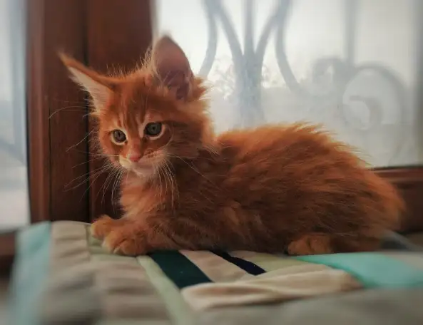 Котята Мейн Кун, фотография 6