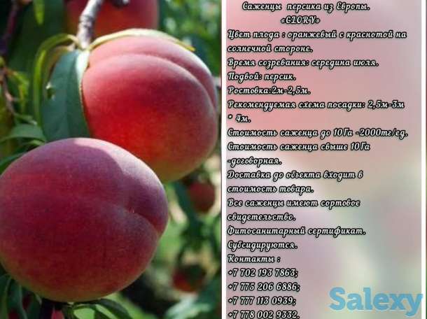 Саженец персика Glory (Глория) Сербия, фотография 1