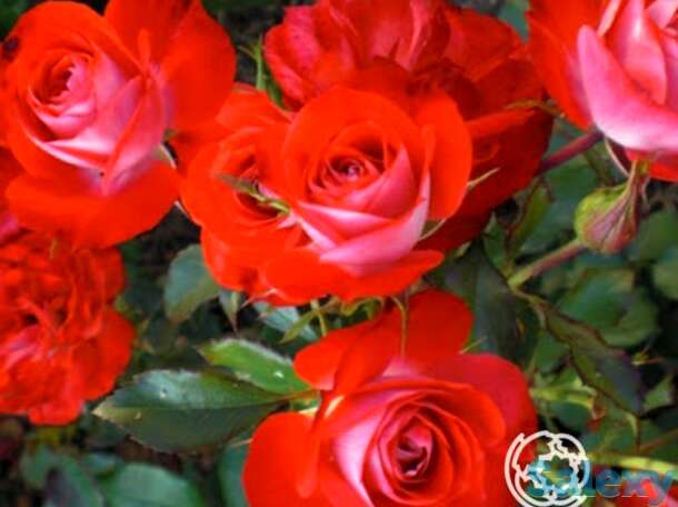 Роза плантен ун блюмен, топалович, фотография 1