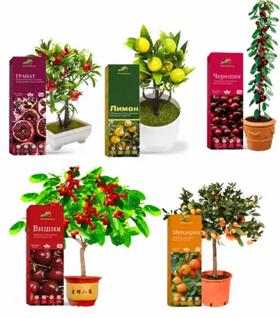 Гибридные Мини-деревья, фотография 1