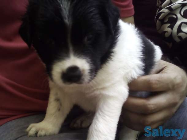 Щенки, фотография 4