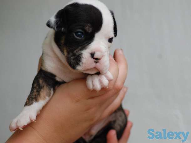 Лапочки-дочки, фотография 1