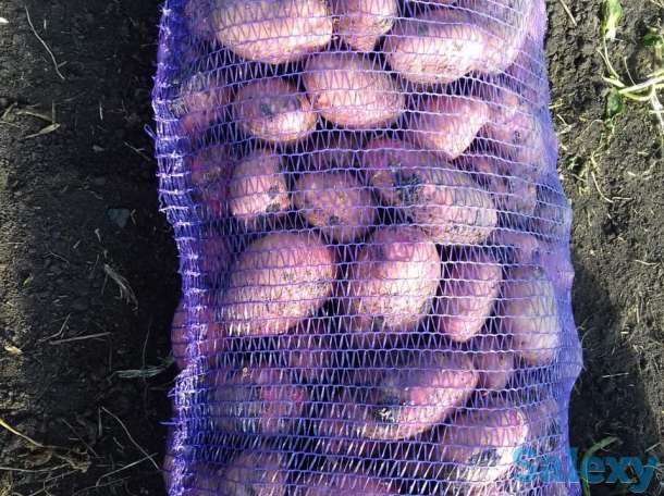 Продажа Картофеля Гала и Ред Леди 9.50 руб., фотография 2