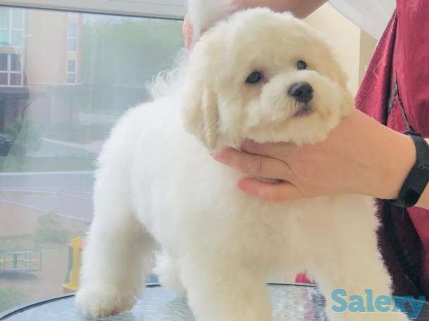 Бишон Фризе., фотография 7
