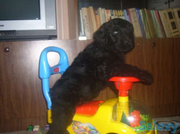 Щенки Черного Русского Терьера, фотография 4