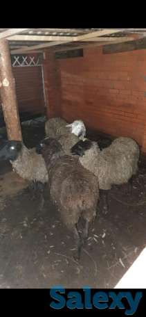 Продам овец романовских, фотография 4