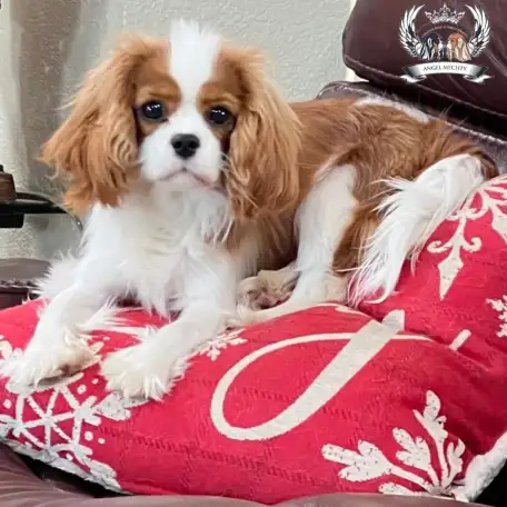 Профессиональный питомник ANGEL MECHTY., фотография 11