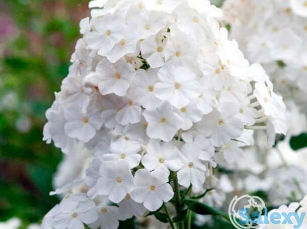 Флокс метельчатый Пина Колада, фотография 1