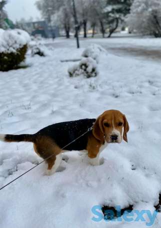 Бигль щенок, фотография 1