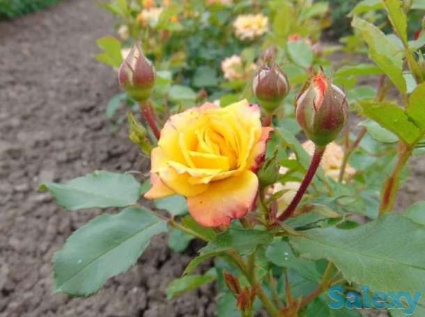 Саженец розы мини Сербия, фотография 2