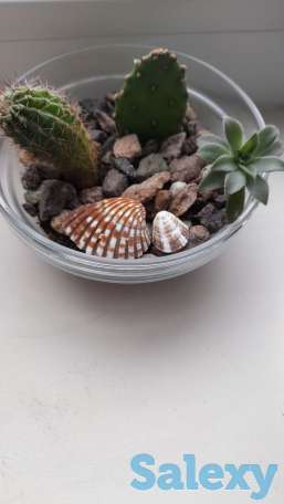 Флорариум, фотография 3