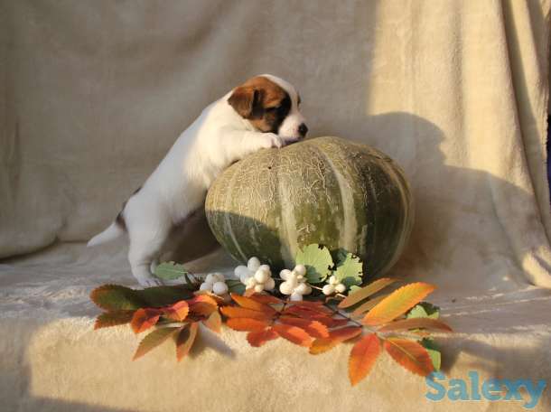 щенки джек рассела, фотография 5