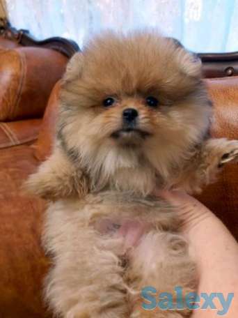 Шикарная девочка шоу класс, фотография 1