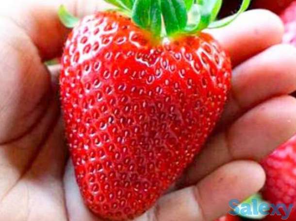 Рассада клубники Дуглас, фотография 4