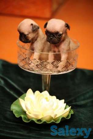 Резерв щенков мопсиков, фотография 1