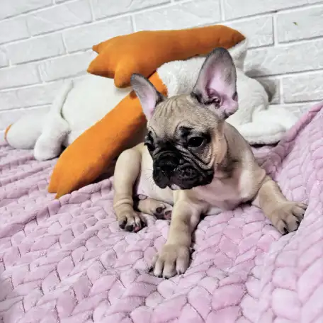 Продам щенка французского бульдога, фотография 3