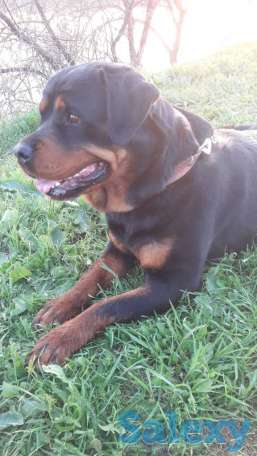 Мкр Жайнак (новостройка), фотография 1