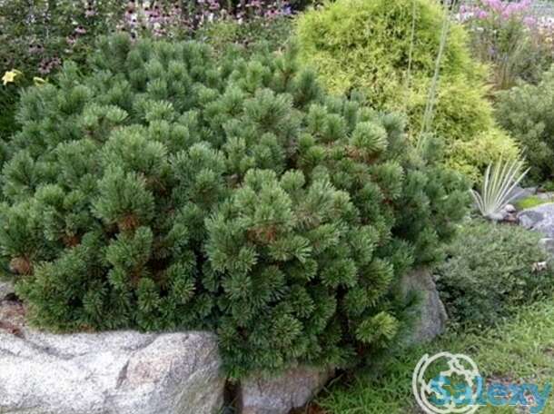 Сосна горная пумилио, фотография 1