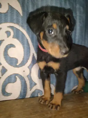 Щенки Босероны, фотография 6