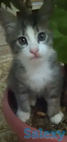 Отдам котят в хорошие заботливые руки, фотография 3