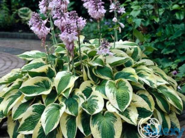 Хоста Уайт Брим (ML), фотография 1