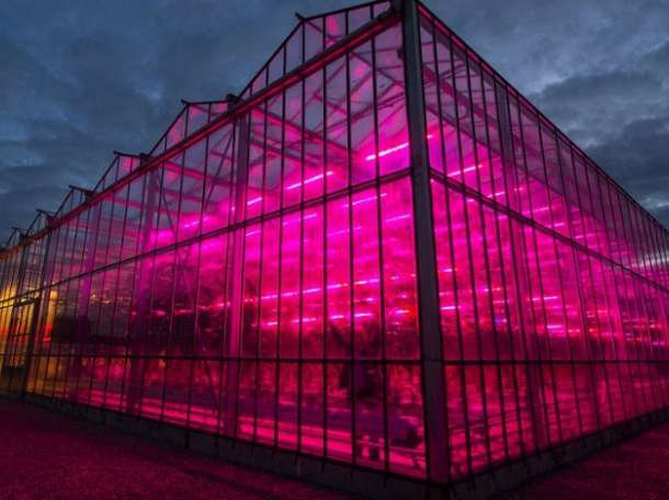 Продам Фитолампы Phito-LED, фотография 1