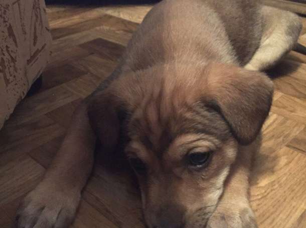  Отдам щенков в хорошие руки!, фотография 4