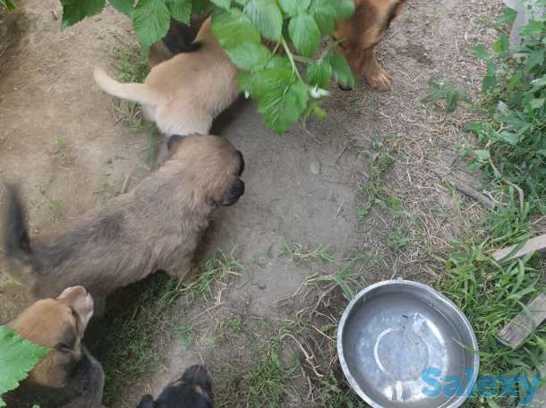 Отдам щенков в добрые руки!, фотография 3