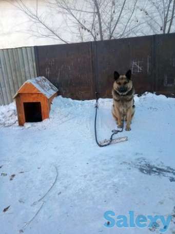 Восточно европейская овчарка, фотография 1