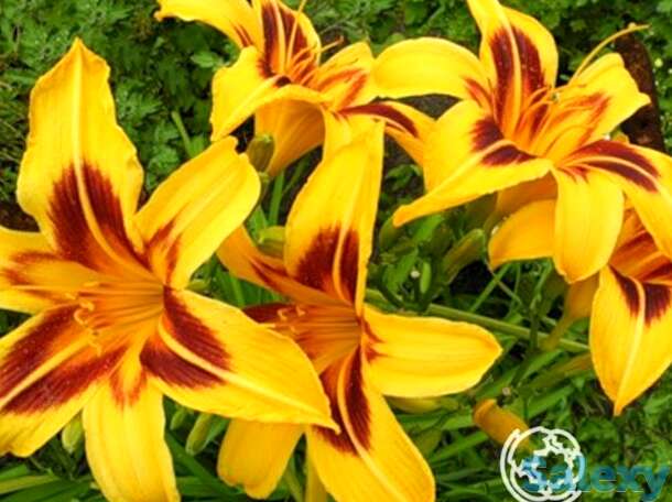 Лилейник Бонанза, фотография 1