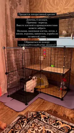 Продаю декоративного кролика!, фотография 2