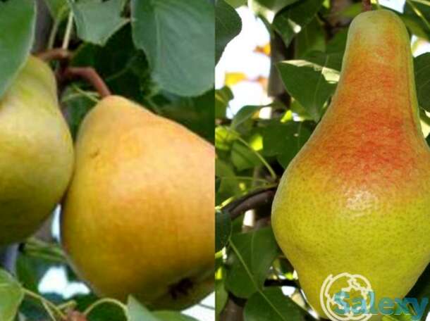 Груша 2 в 1: яковлевская/лада, фотография 1