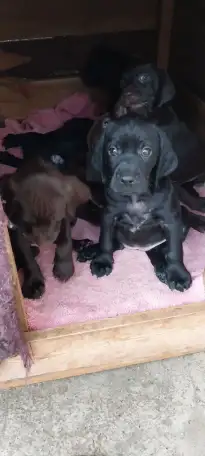 Курцхаар щенки продам, фотография 4