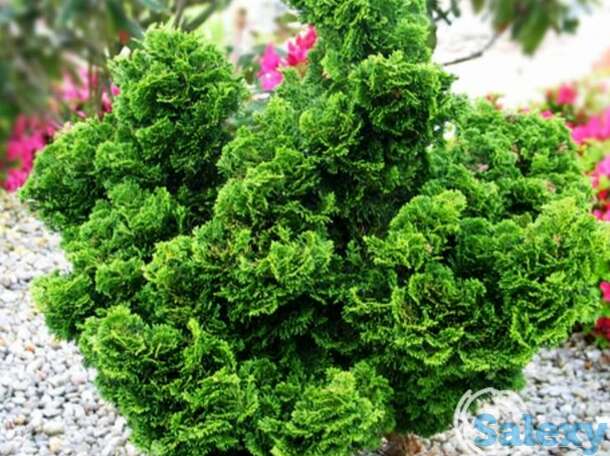 Кипарисовик тупой нана грацилис, фотография 1